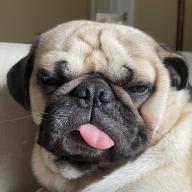 Dash Ivey